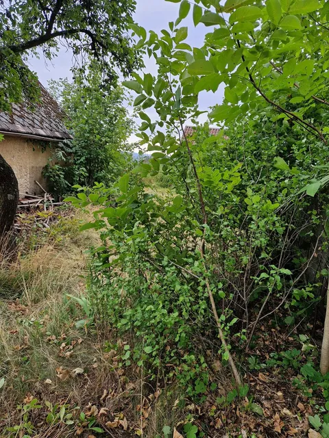 Kout u kůlny zarostlý hustým náletovým křovím po hlavu, cesta úplně neprůchozí